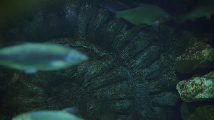 Chub fish and beluga in a pond