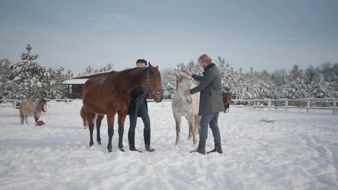 冬天，男孩和女孩在乡村牧场上抚摸马匹。