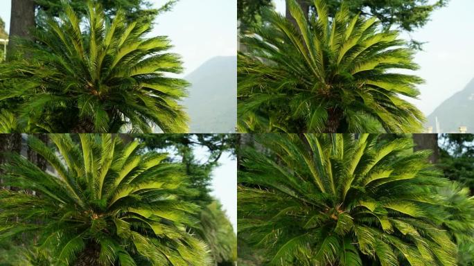 棕榈树叶子的细节