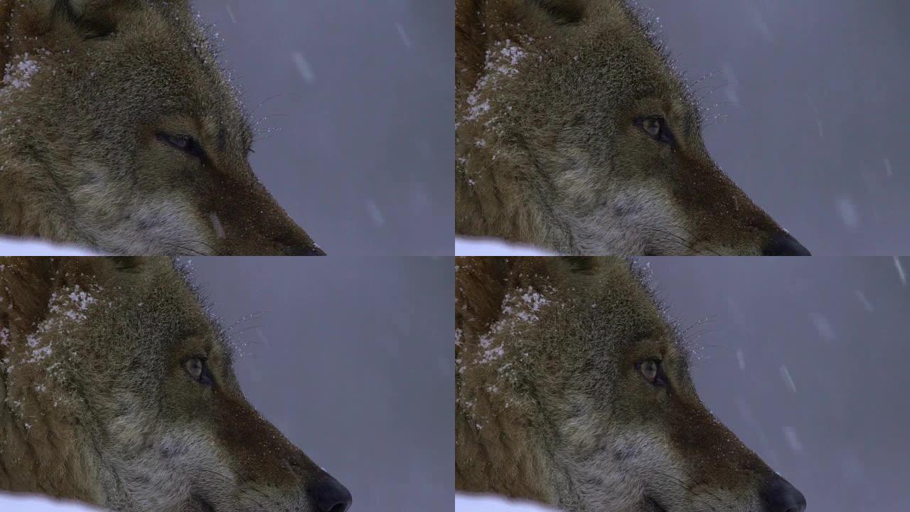 狼和冬天