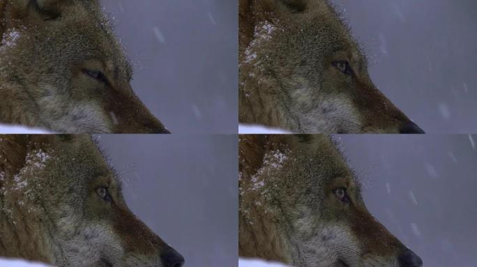 狼和冬天