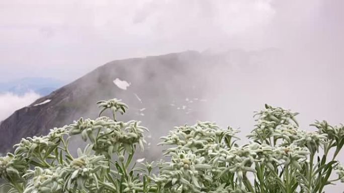 阿尔卑斯山的雪绒花