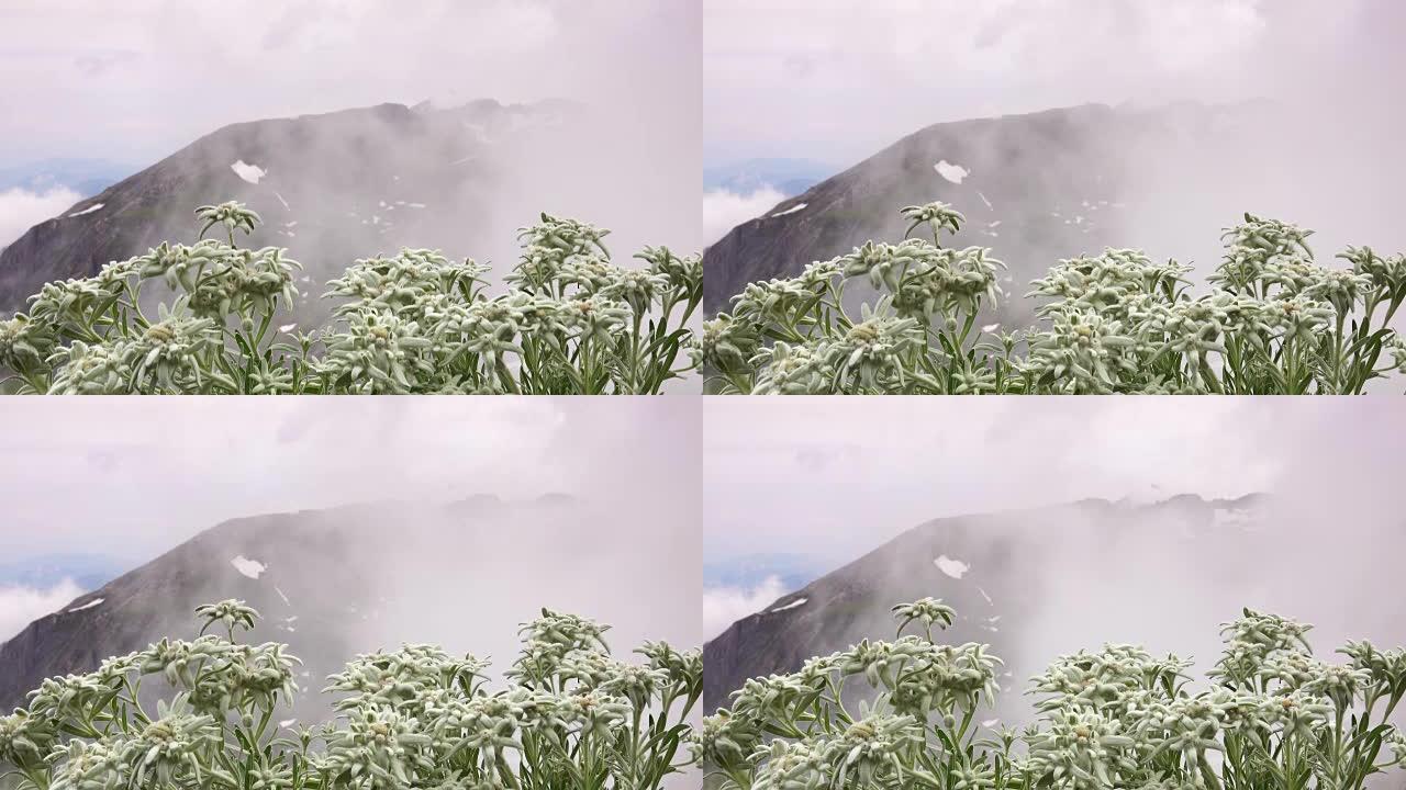 阿尔卑斯山的雪绒花