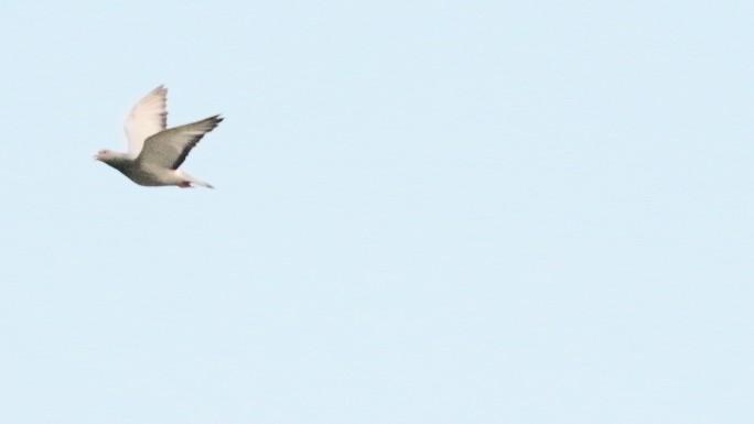 4K60P 一群白鸽在飞翔 滑翔