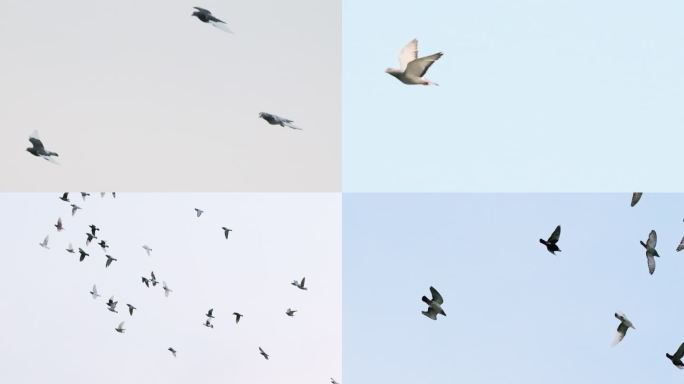 4K60P 一群白鸽在飞翔 滑翔