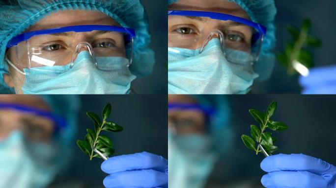 生物学家在镊子中保存植物样品，实验室遗传育种实验