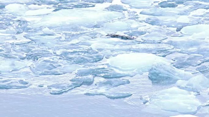 漂浮在冰岛瓦特纳冰河冰川的约库尔萨隆泻湖中的冰山