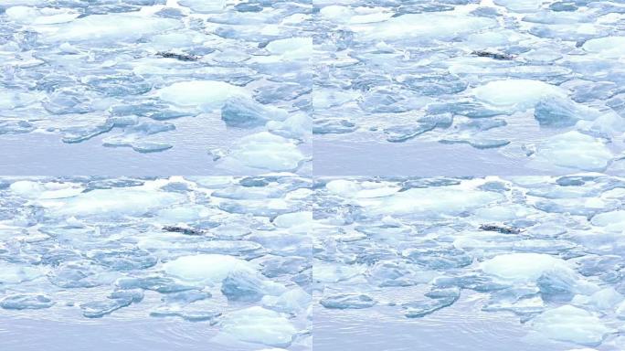 漂浮在冰岛瓦特纳冰河冰川的约库尔萨隆泻湖中的冰山