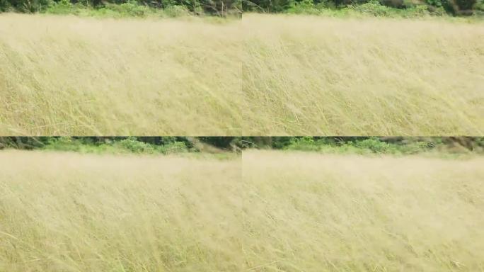 高清: 风中的草