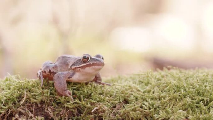 林地青蛙闲置在苔藓上