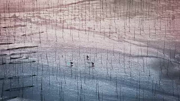 中国福建省霞浦艺术泥滩上的渔民携带鱼网。