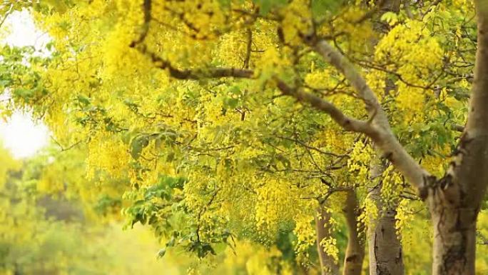 风中的金雨花 (决明子瘘管花)