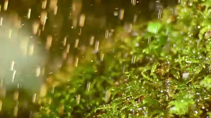 夏季大雨中的SLO MO Moss