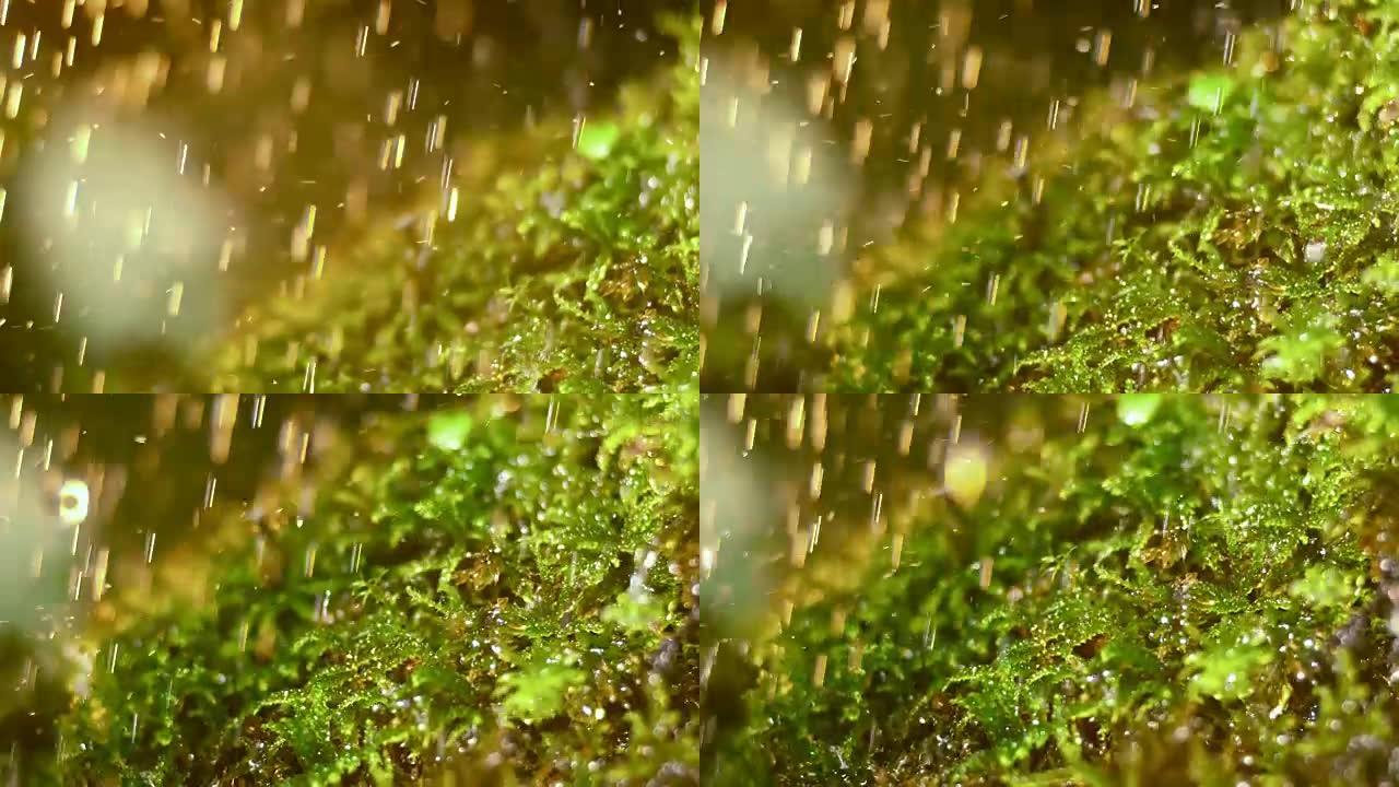 夏季大雨中的SLO MO Moss