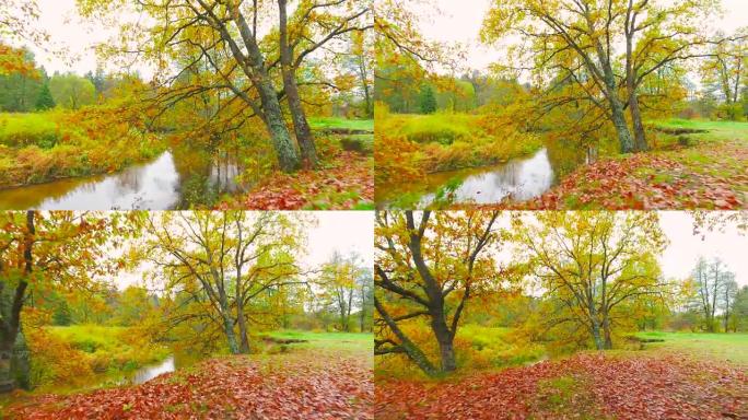 秋天的黎明。鸟瞰图。飞越河流和森林树木