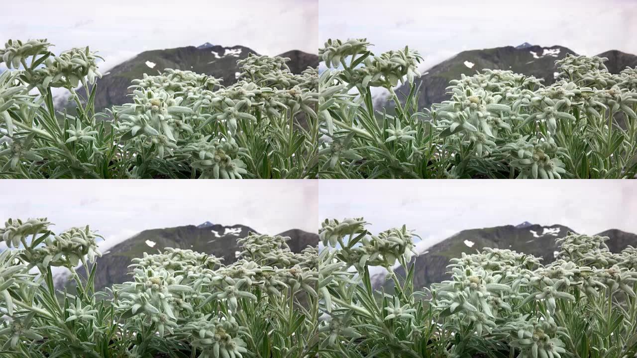 阿尔卑斯山的雪绒花