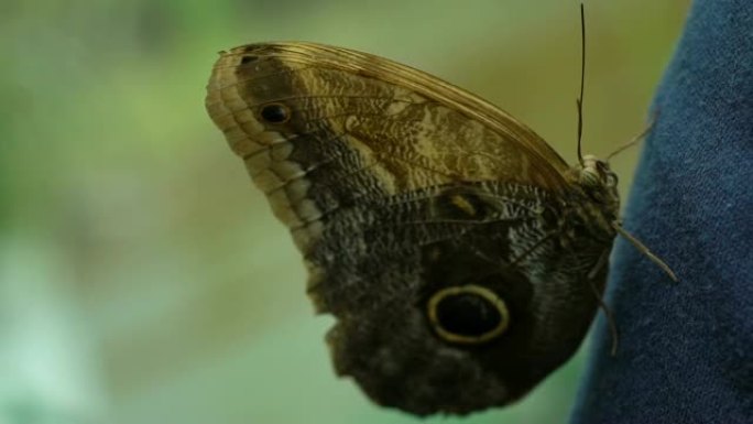 来自南美的Caligo memno美丽的异国蝴蝶，昆虫作为宠物
