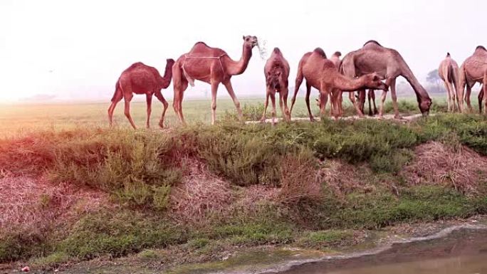 在大自然中放牧骆驼
