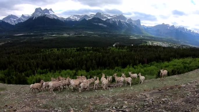 野生落基山大角羊群的风景