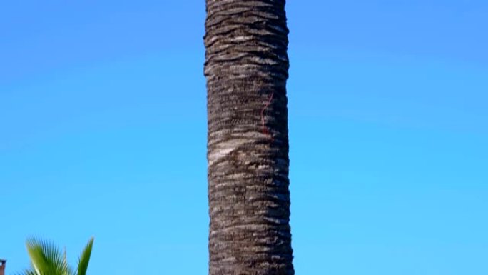 锯开树枝的棕榈树，实际上是田野上的一个树干