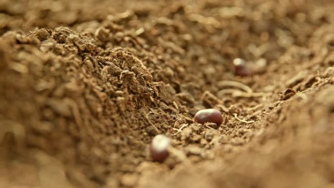SLO MO手工用土壤覆盖豆类种子