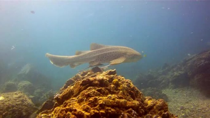 斑马豹鲨 (Stegostoma fasciatum) 游泳。这条鲨鱼附有Remora (Echen