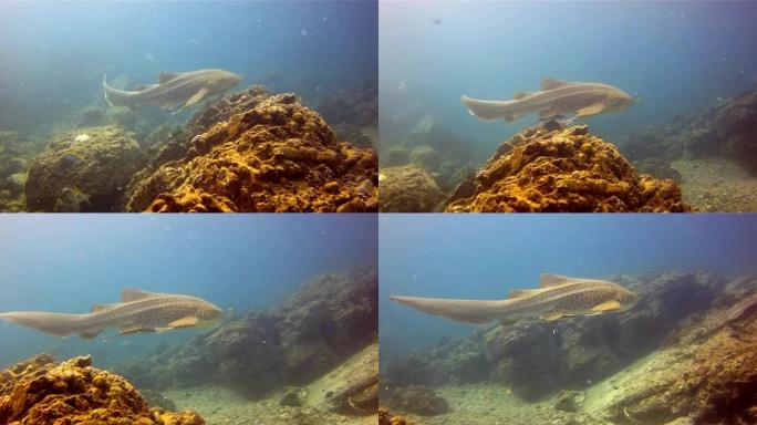斑马豹鲨 (Stegostoma fasciatum) 游泳。这条鲨鱼附有Remora (Echen