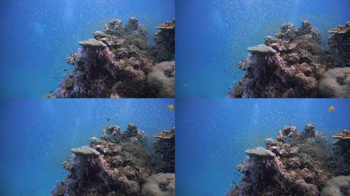玻璃鱼又名侏儒扫地机 (Parapriacanthus ransonneti) 在珊瑚礁脆弱的生态系