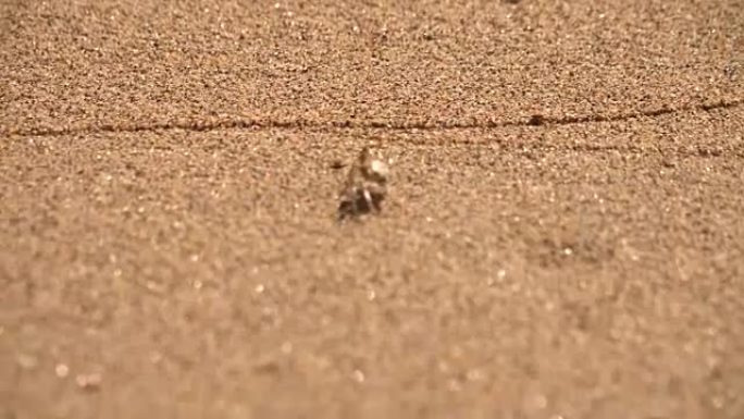 沙滩上的沙蟹爬虫特写近景