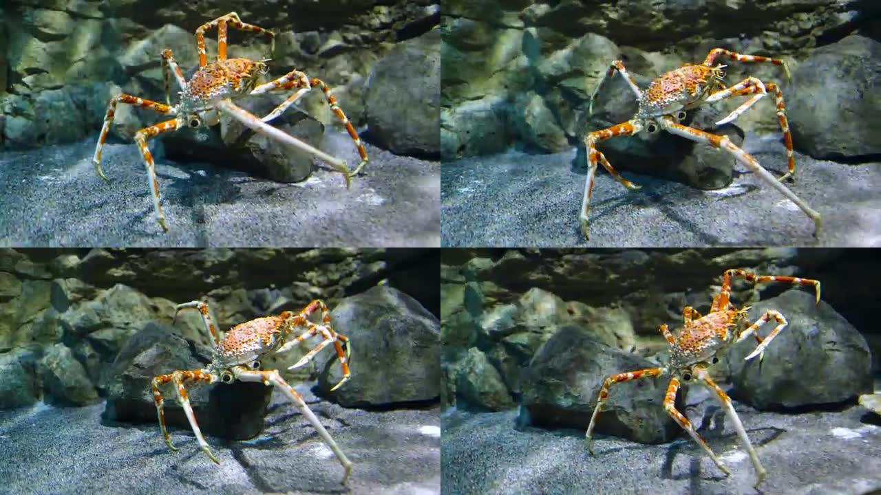 日本蜘蛛蟹- (Macrocheira kaempferi)