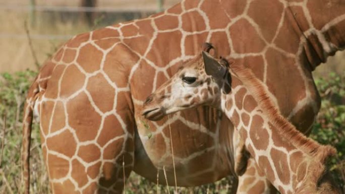 野生动物公园的母亲和小长颈鹿