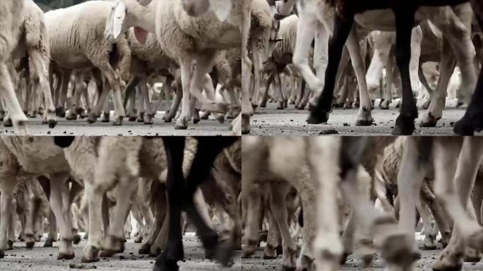 Transsumanza传递绵羊和山羊的细节腿