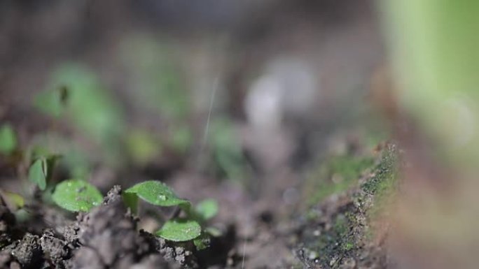 雨中生长在地面上的绿色幼苗