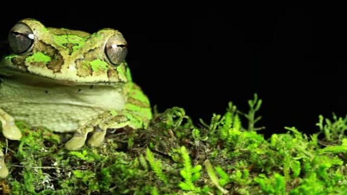 墨西哥树蛙