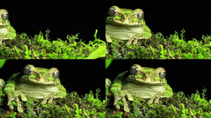 墨西哥树蛙