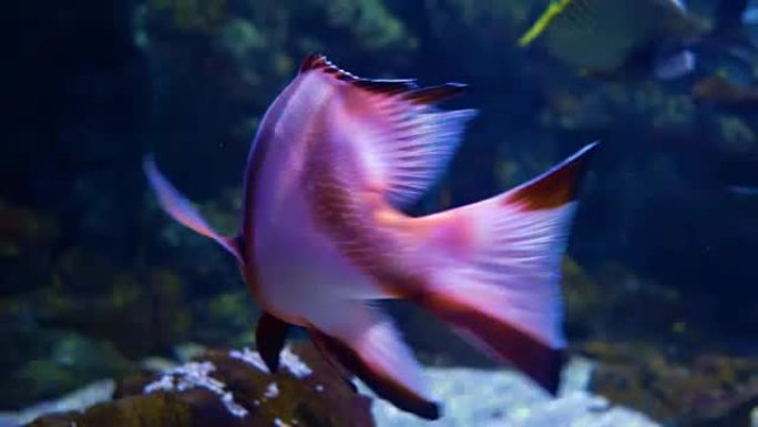 Lutjanus sebae，皇帝红鲷鱼，是一种原产于印度洋和西太平洋的鲷鱼。