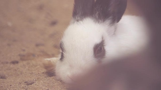 兔子兔子