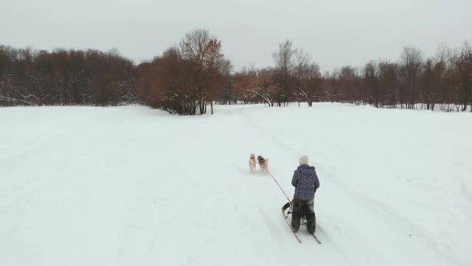 在冬天繁殖哈士奇雪橇犬。北方哈士奇狗。骑在狗身上，娱乐的概念