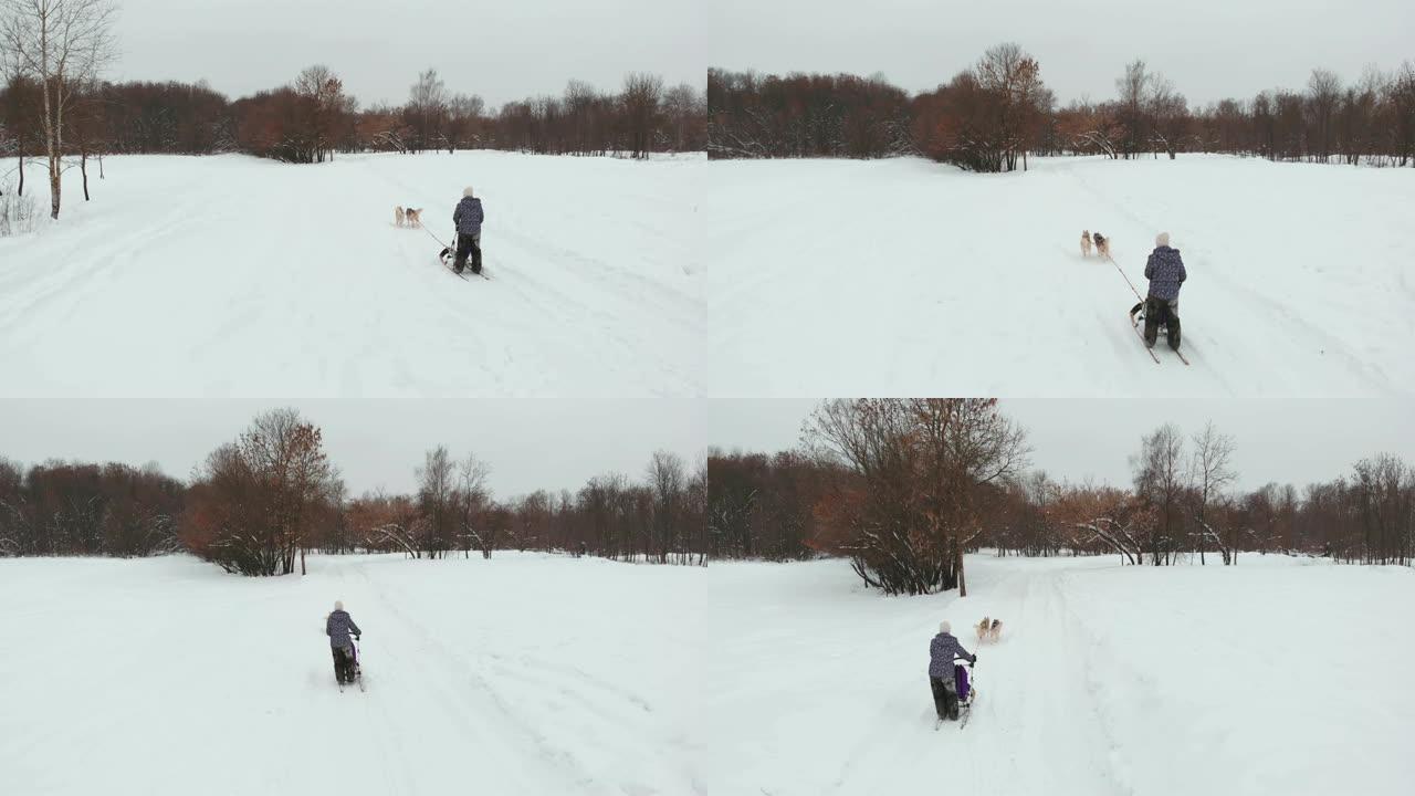 在冬天繁殖哈士奇雪橇犬。北方哈士奇狗。骑在狗身上，娱乐的概念