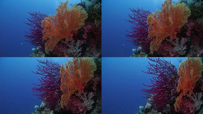 班达群岛珊瑚礁的彩色珊瑚树