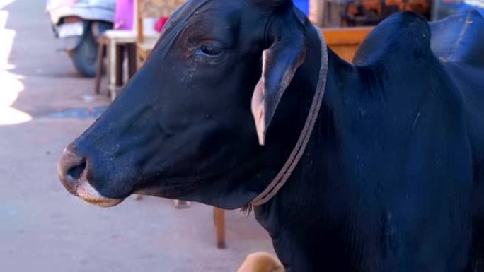 一头黑牛站在印度普什卡市的街道上，挥舞着耳朵
