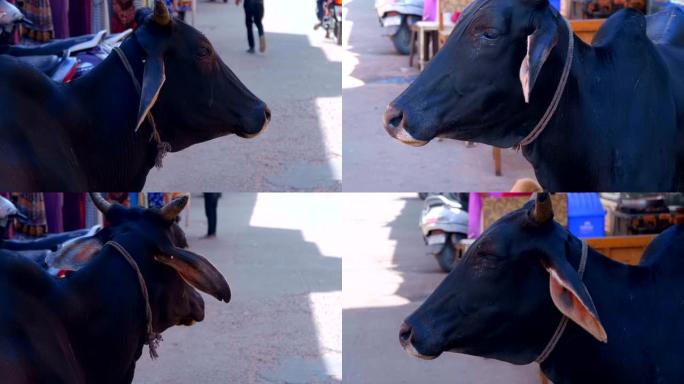 一头黑牛站在印度普什卡市的街道上，挥舞着耳朵