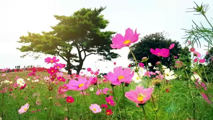 日本日立海滨公园的鲜花和小山