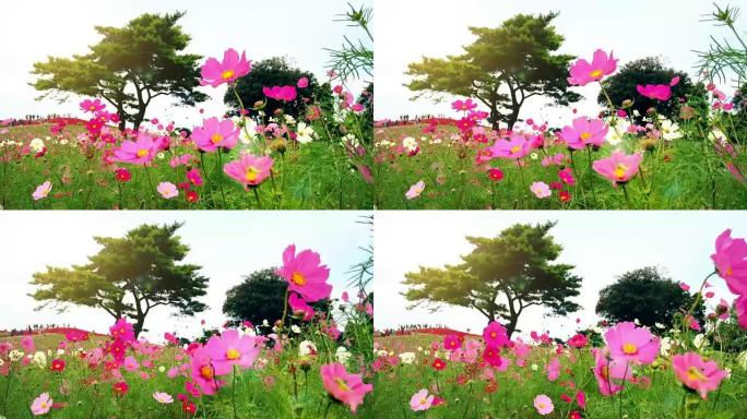 日本日立海滨公园的鲜花和小山