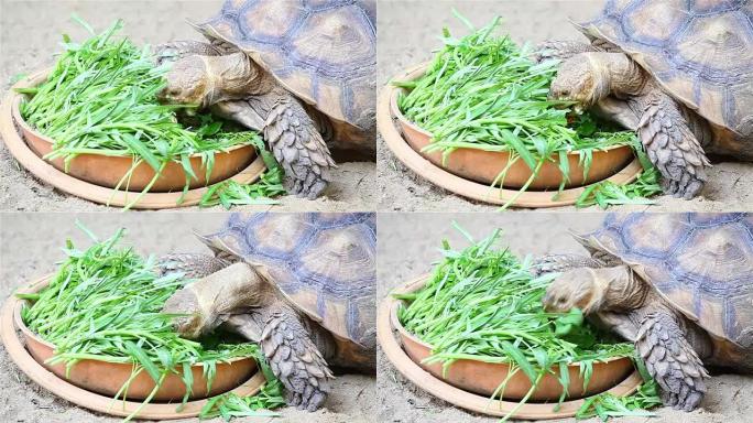 巨型torta eating vegetable