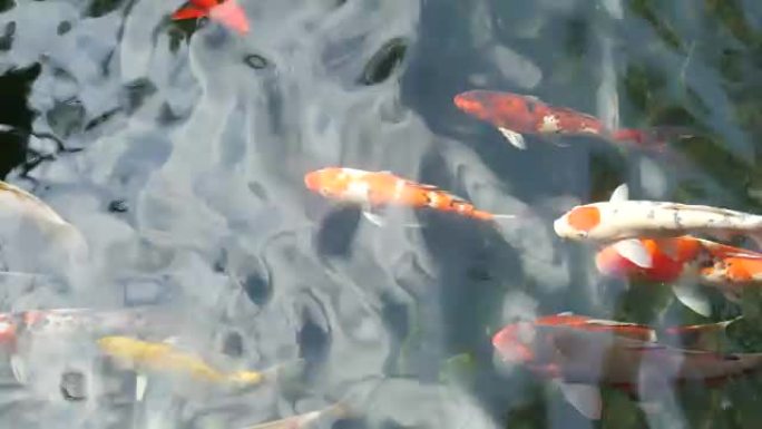 花式鲤鱼在池塘里游泳