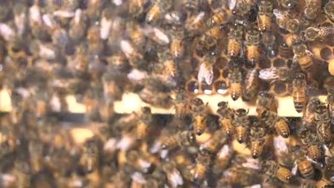 蜂箱的宽镜头蜂群蜂箱养殖