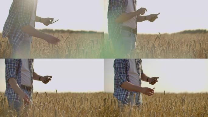 在麦田里，一个戴着帽子的年轻农民用手指触摸着谷物，看着豆芽，并按在电脑屏幕上。