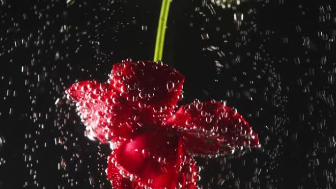 黑色背景下的水面下有气泡的一朵红花。