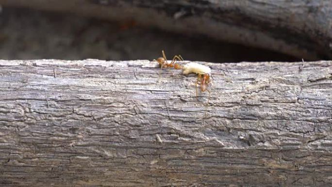 红蚂蚁为蠕虫飞行猎食捕猎团体蚁群协作